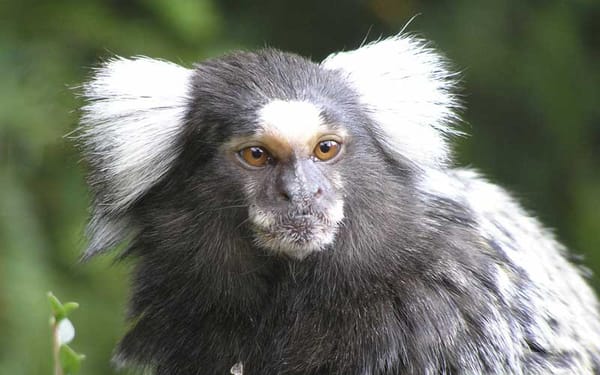Common Marmoset